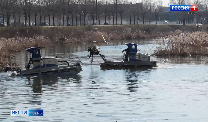 Гнездование чаек на Лазури в Твери оказалось под угрозой