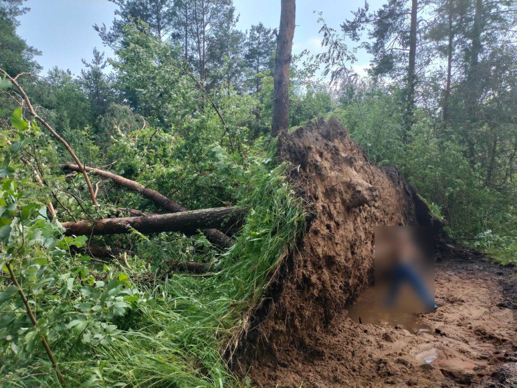 Сильный ветер повалил деревья на дороги Вышнего Волочка