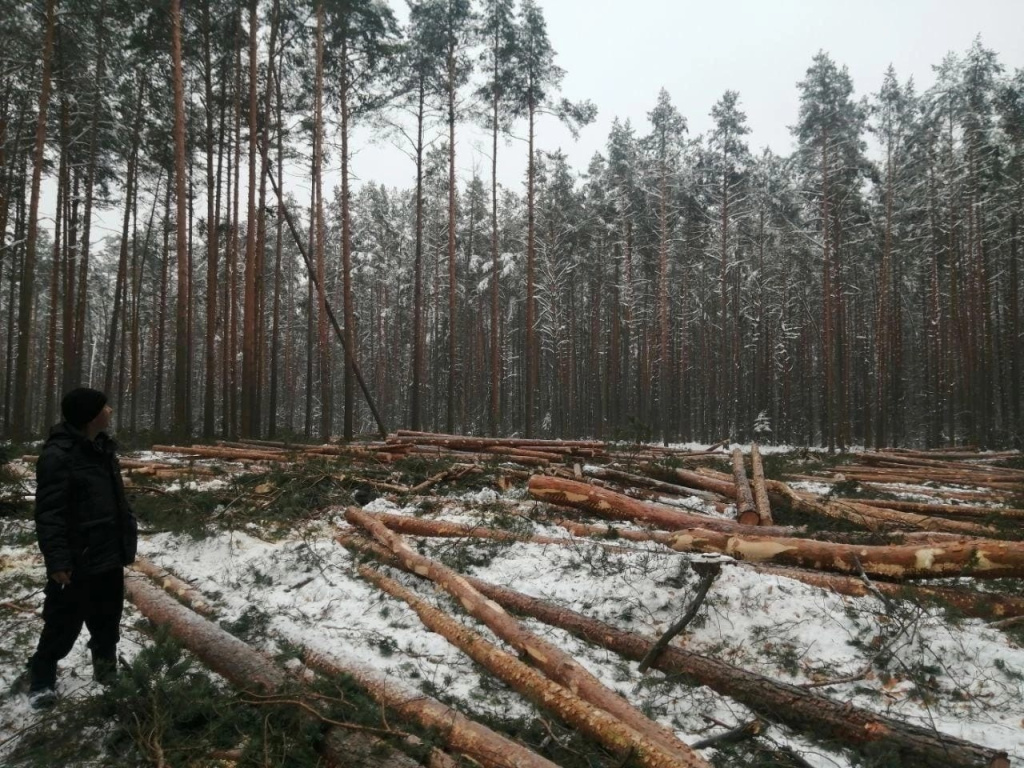 Прокуратура начала проверку по факту вырубки 9 га соснового бора под Тверью