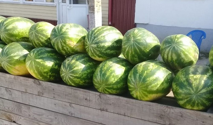 В Бежецке арбузами и дынями торговали с нарушениями