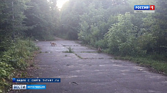 В Кимрах на видео запечатлели лис