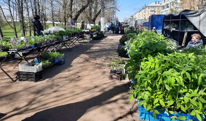 В Твери пройдет выставка-продажа рассады