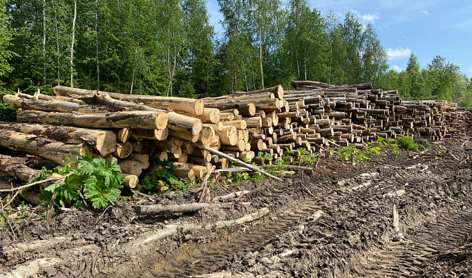 В Тверской области народный фронт просит прокуратуру проверить подозрительную вырубку