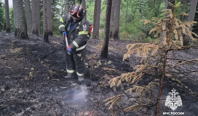 В лесу Удомельского округа произошёл пожар