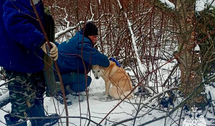 В Тверской области сотрудники МЧС спасли собаку, которая попала в капкан