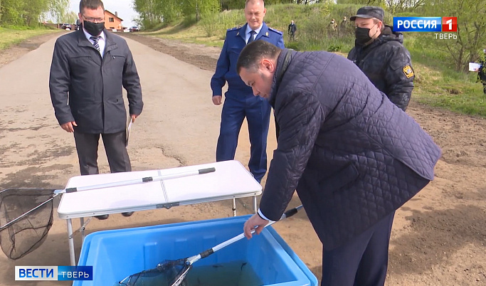 В День Волги в акваторию реки в Твери выпустили 10 тысяч молоди стерляди