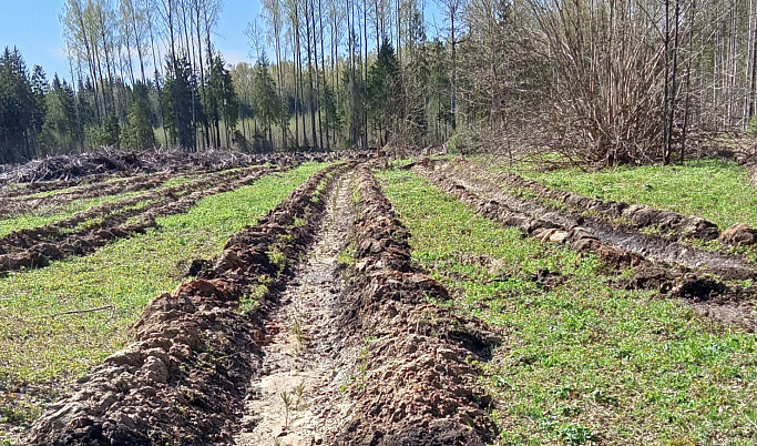 90 тысяч сеянцев ели высажено в Кувшиновском районе Тверской области