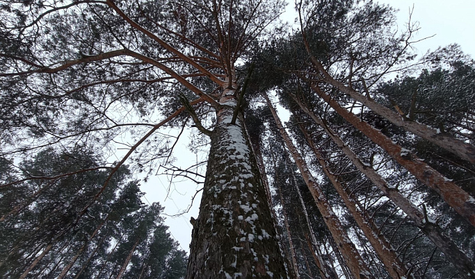 В Тверской области стартовал сезон охоты на лосей и оленей